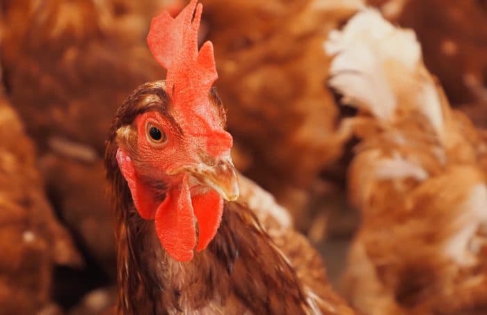 Georgia's Public Health Funding Gap Threatens Agribusiness