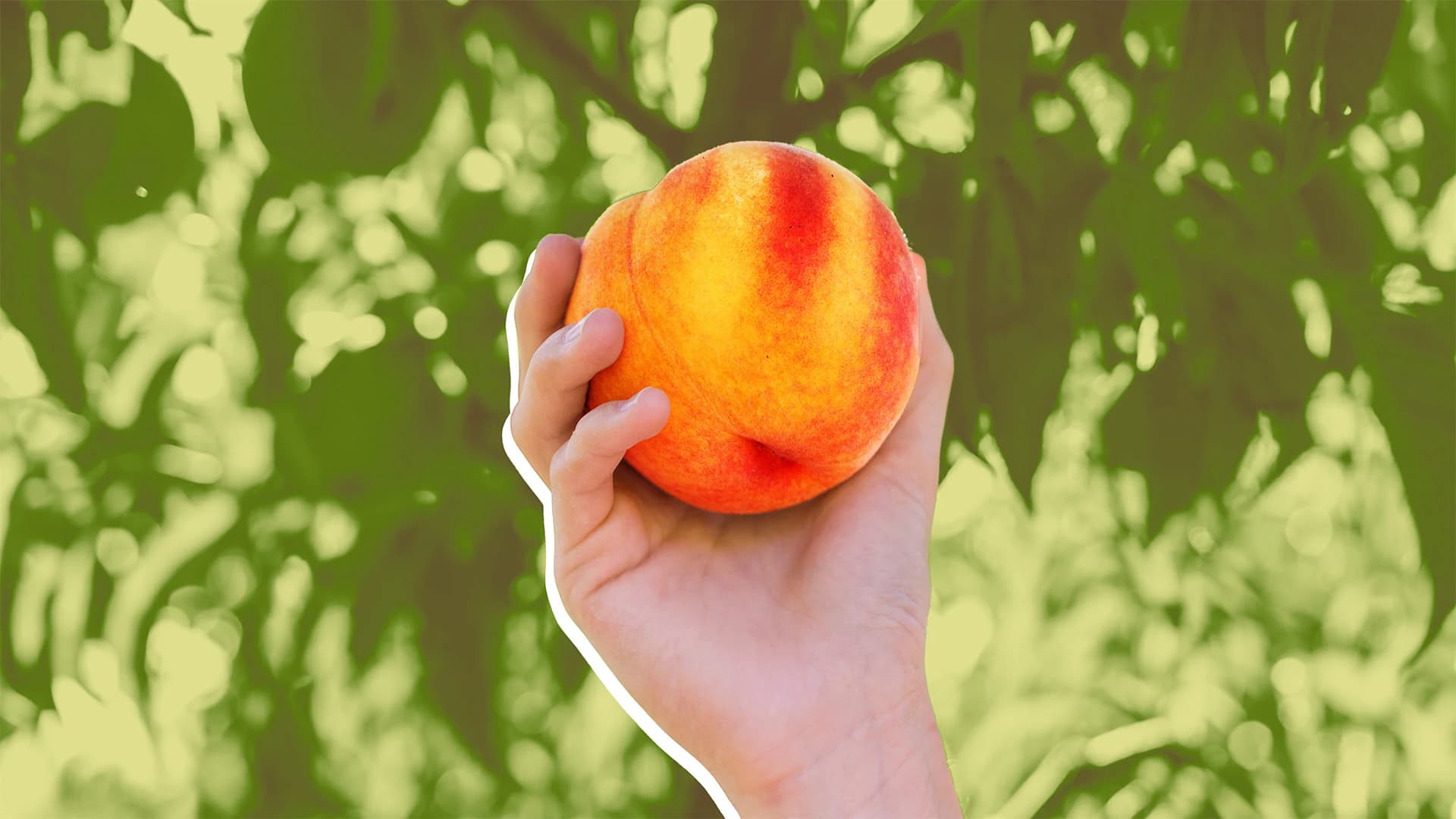 Peach Shortage Looms: What Supply Disruptions Mean for GA Retailers
