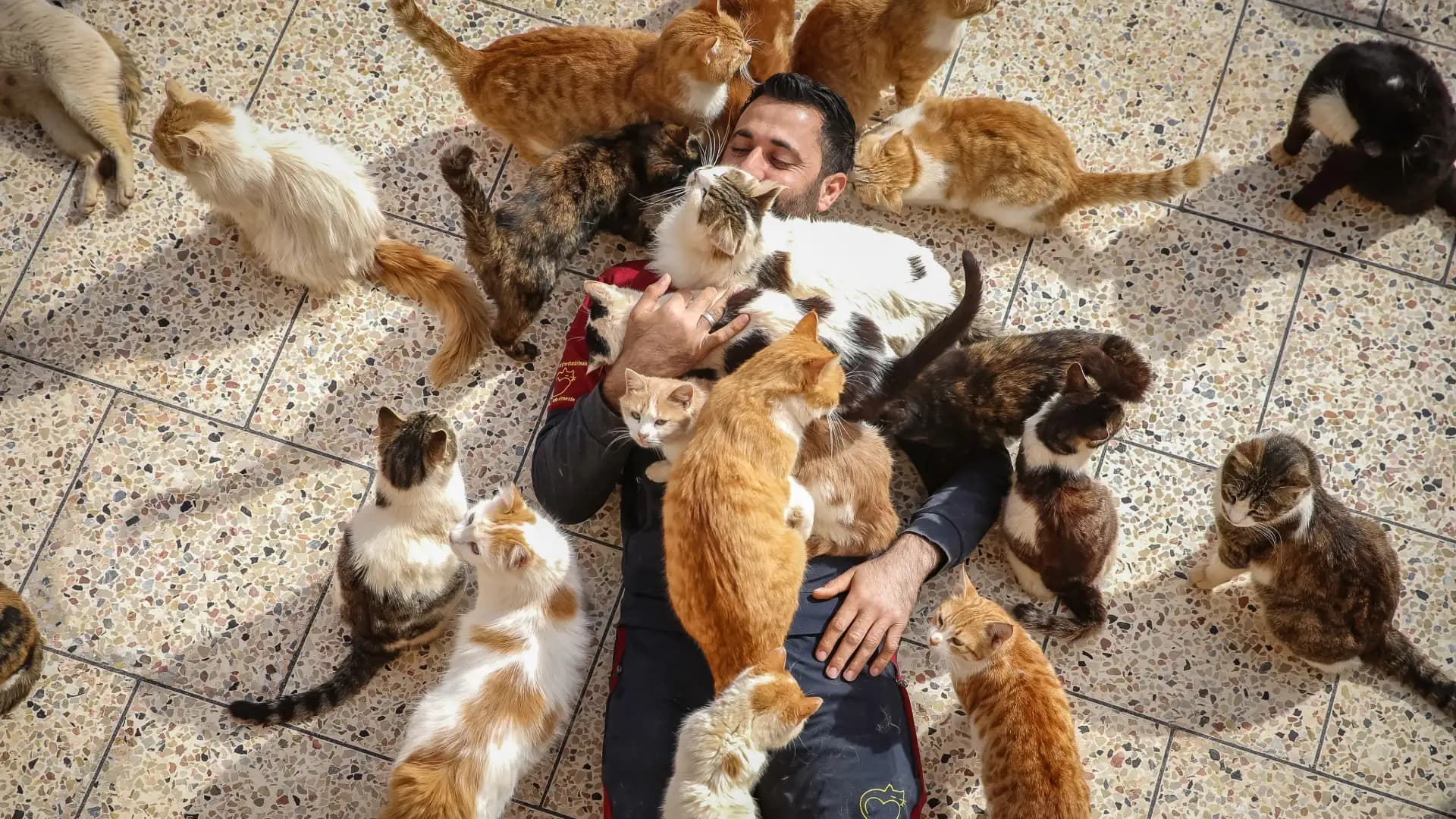 Cat-Human Health Links: Bird Flu Risk and Cancer Treatment Hope