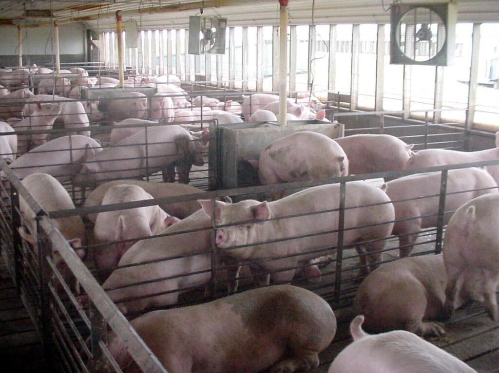 Federal Farm Bill Could Override Georgia Animal Welfare Standards