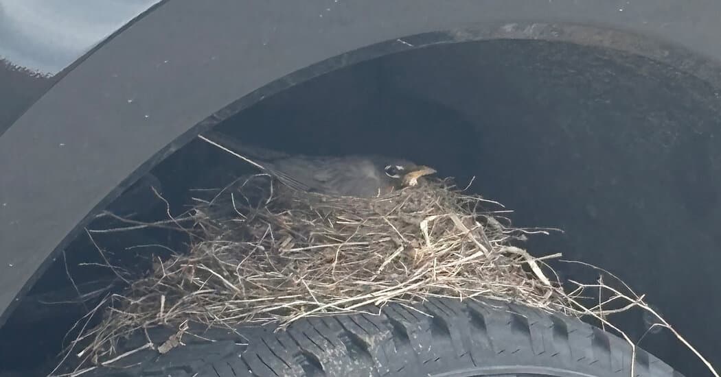 When Wildlife Halts Inventory: Lessons for Dealerships