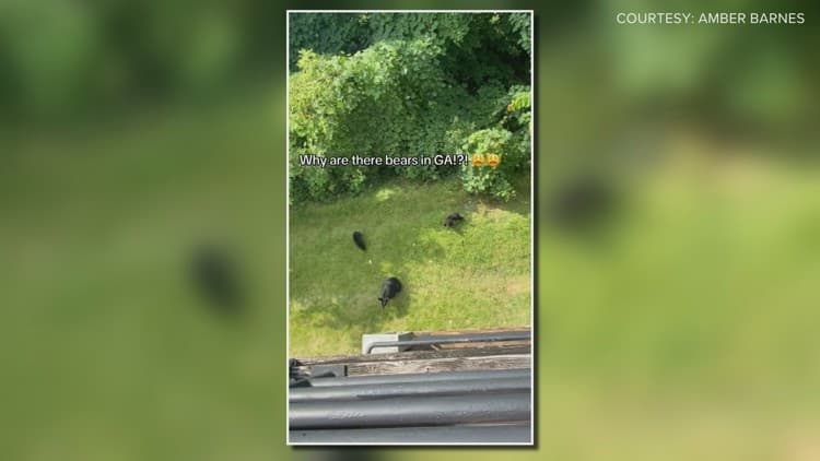 Wildlife Migration Signals Environmental Shift for North Georgia Businesses
