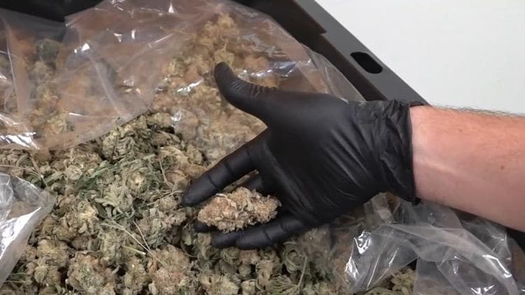 Georgia's Medical Cannabis Program Expands Access July 1