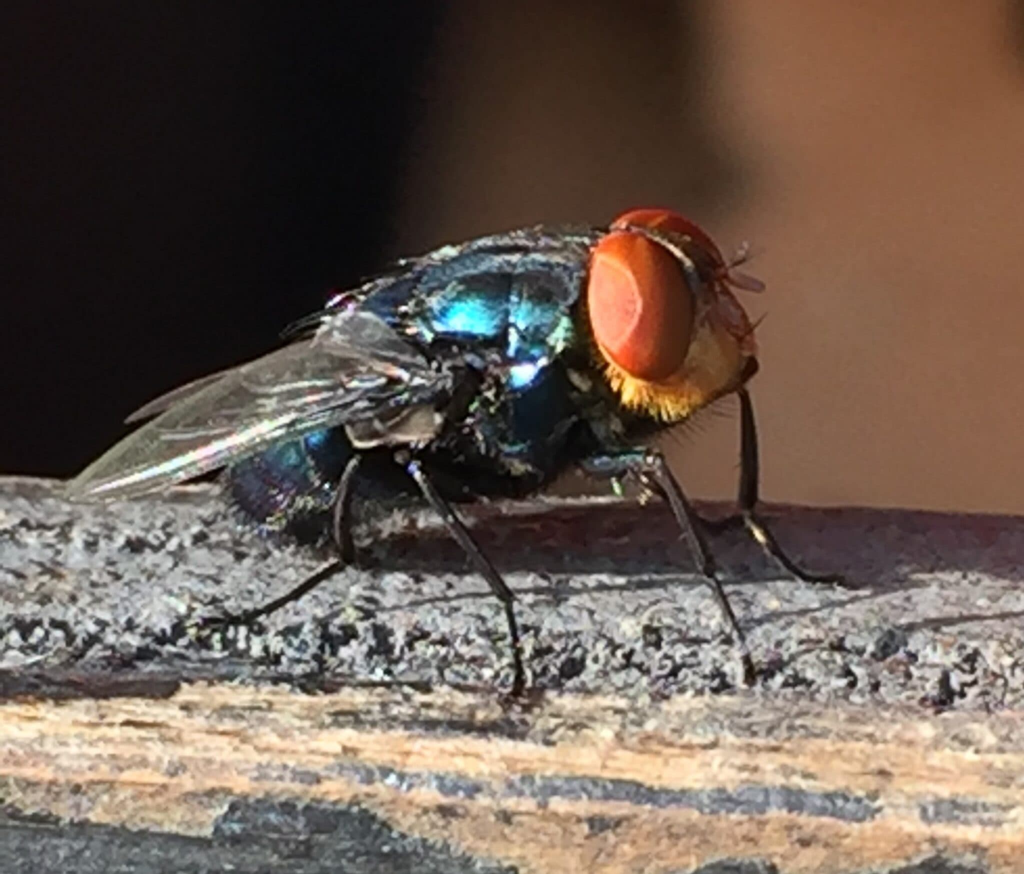 Screwworm Detection Raises Biosecurity Concerns for GA Agriculture